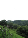 SX16172 Carreg Cennen Castle on top of distant cliffs.jpg